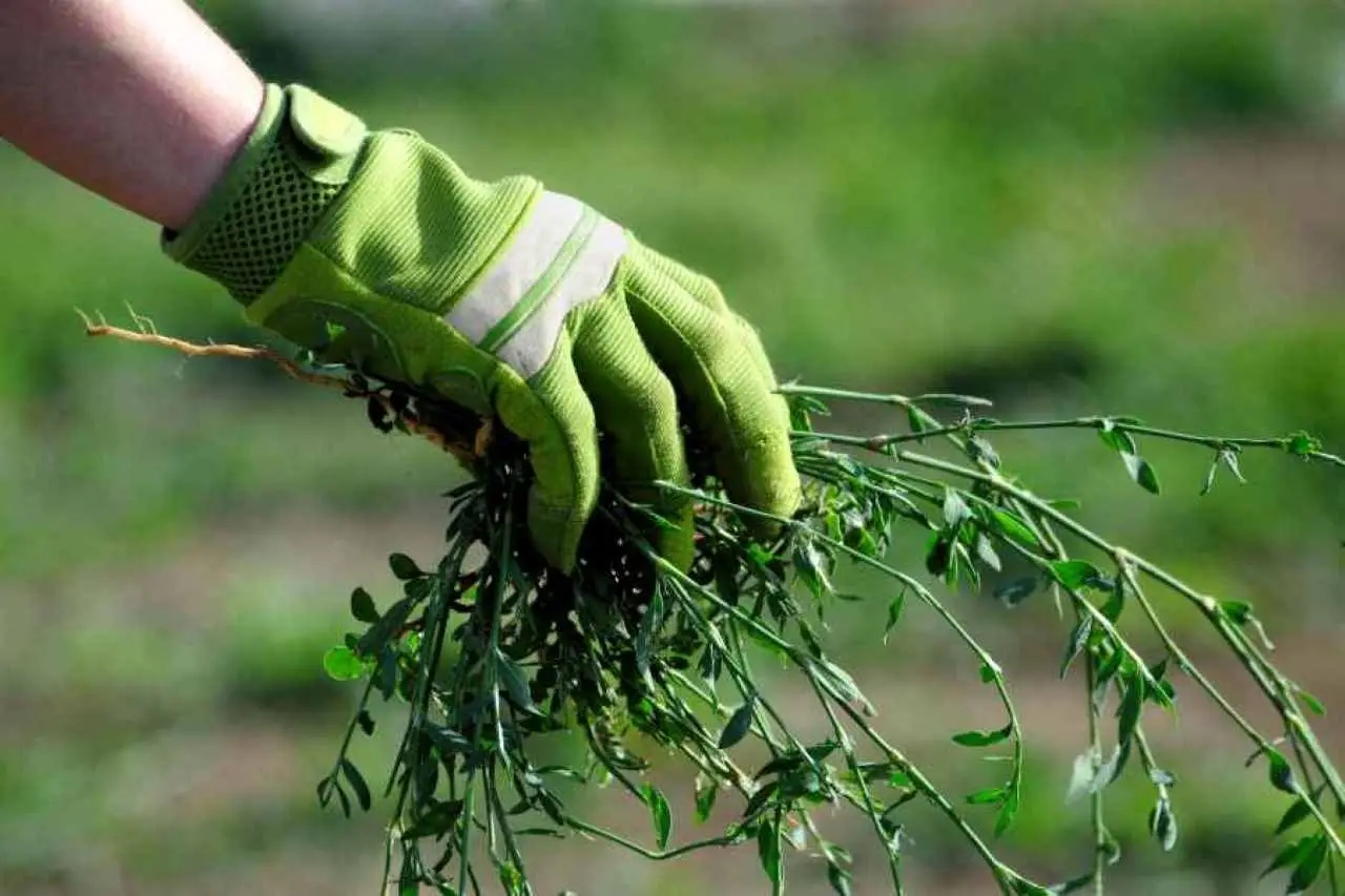 Prato perfetto senza gramigna: tutti i segreti per un giardino impeccabile in primavera Immagine selezionata