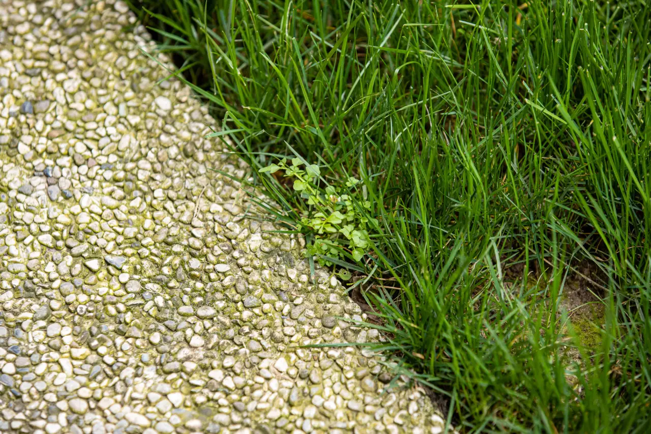 Prato perfetto senza gramigna: tutti i segreti per un giardino impeccabile in primavera Immagine selezionata