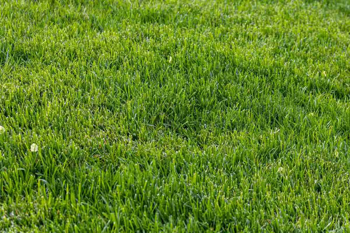 Prato perfetto senza gramigna: tutti i segreti per un giardino impeccabile in primavera Immagine selezionata