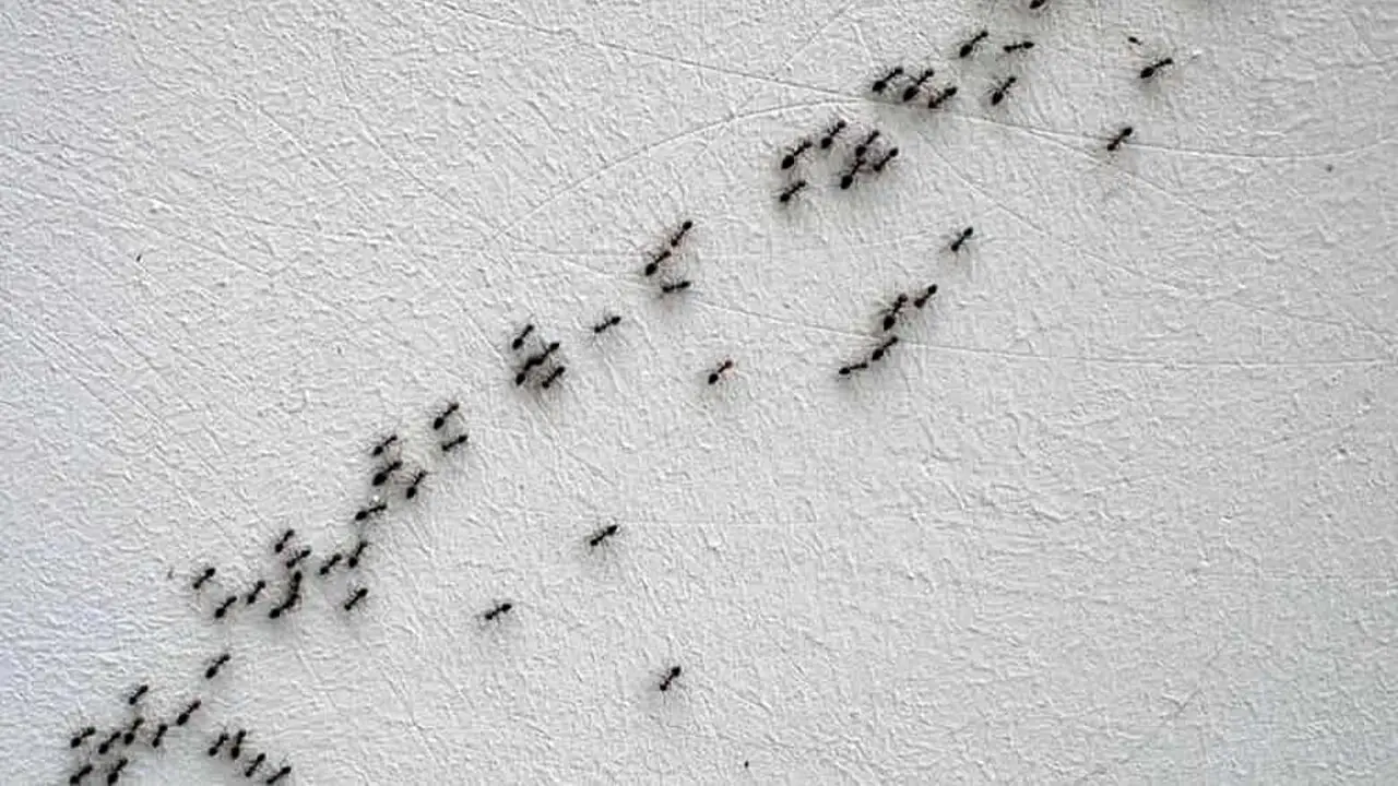 Addio formiche in casa: ecco il trucco infallibile che elimina il problema in un attimo