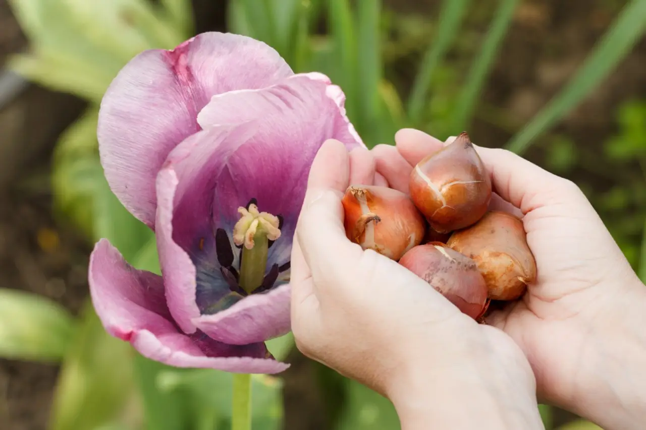 Cosa fare con i bulbi di tulipano dopo la fioritura? I consigli rivelati dagli esperti Immagine selezionata