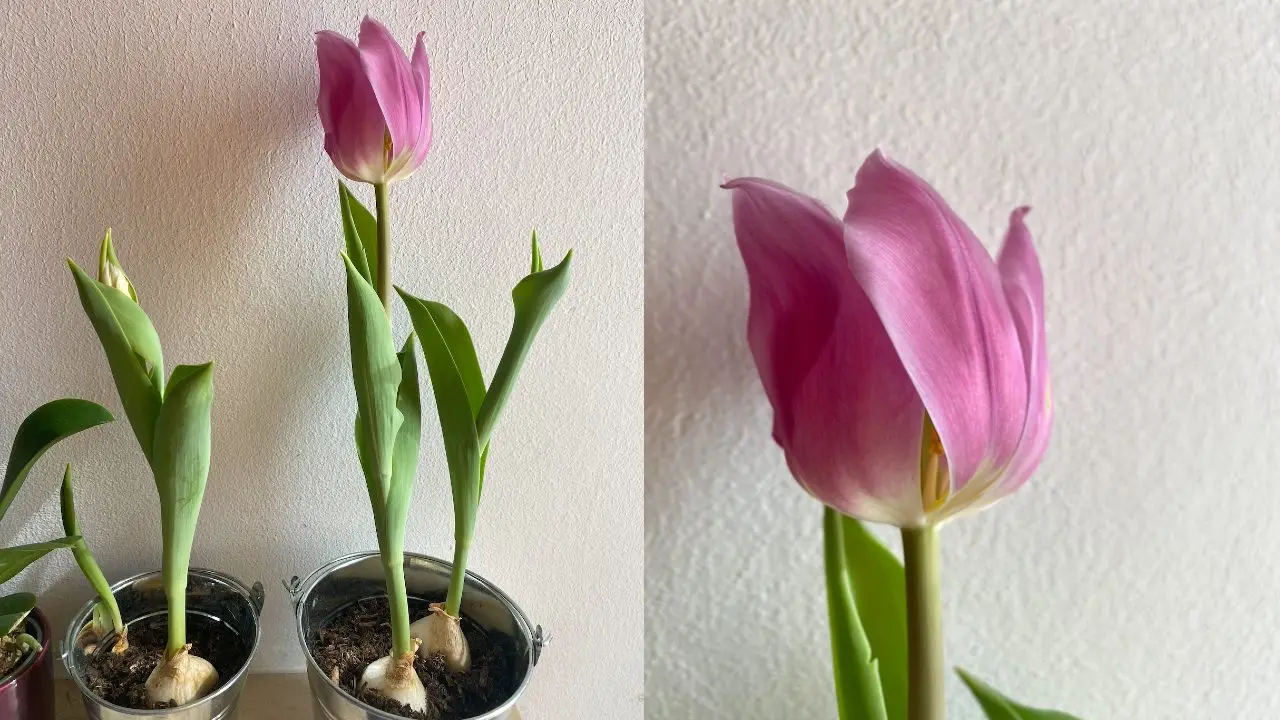 Cosa fare con i bulbi di tulipano dopo la fioritura? I consigli rivelati dagli esperti Immagine selezionata