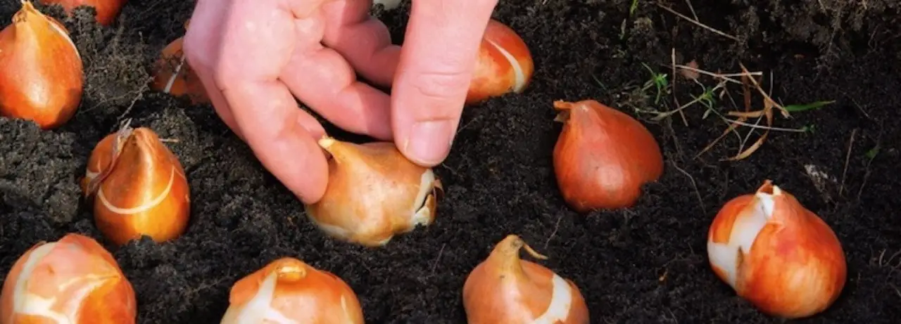 Cosa fare con i bulbi di tulipano dopo la fioritura? I consigli rivelati dagli esperti Immagine selezionata