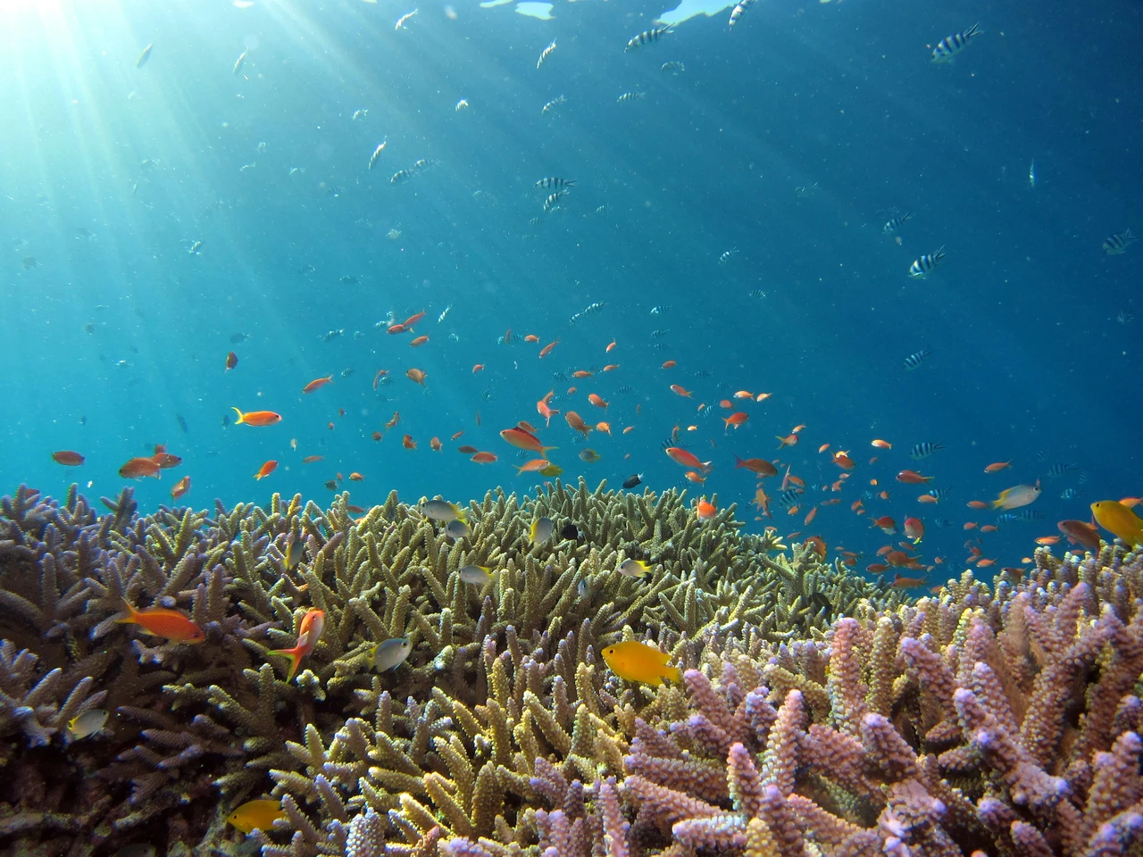 Il progetto per salvare il mare parte dalla protezione della barriera corallina Immagine selezionata