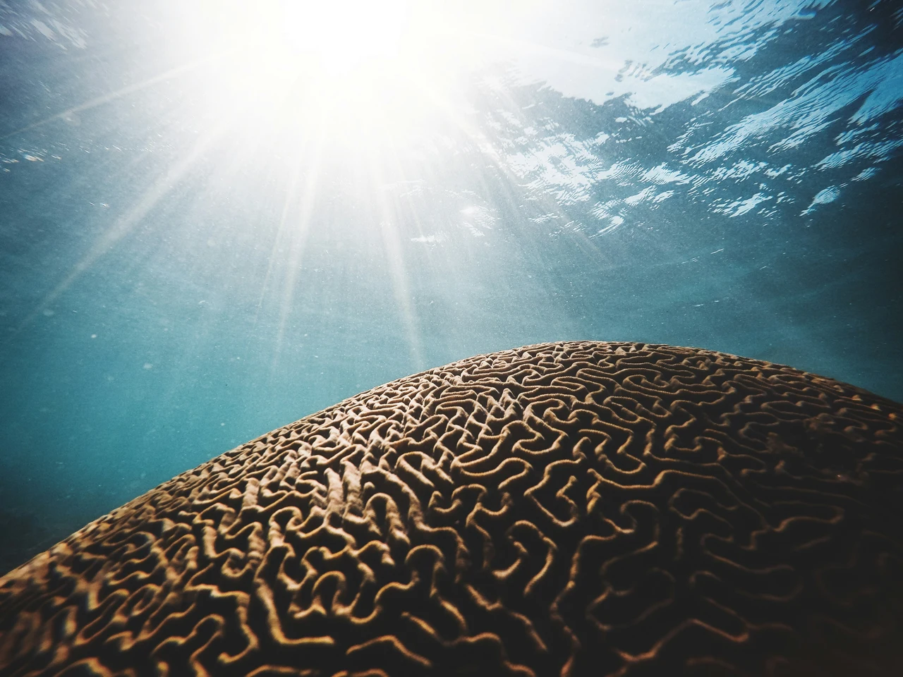 Il progetto per salvare il mare parte dalla protezione della barriera corallina Immagine selezionata