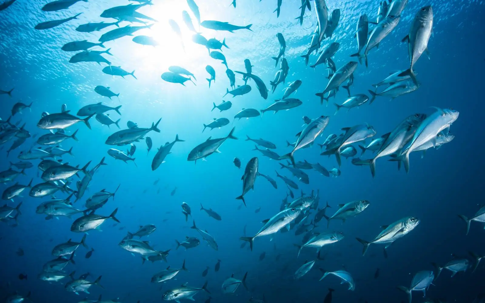 Il progetto per salvare il mare parte dalla protezione della barriera corallina Immagine selezionata
