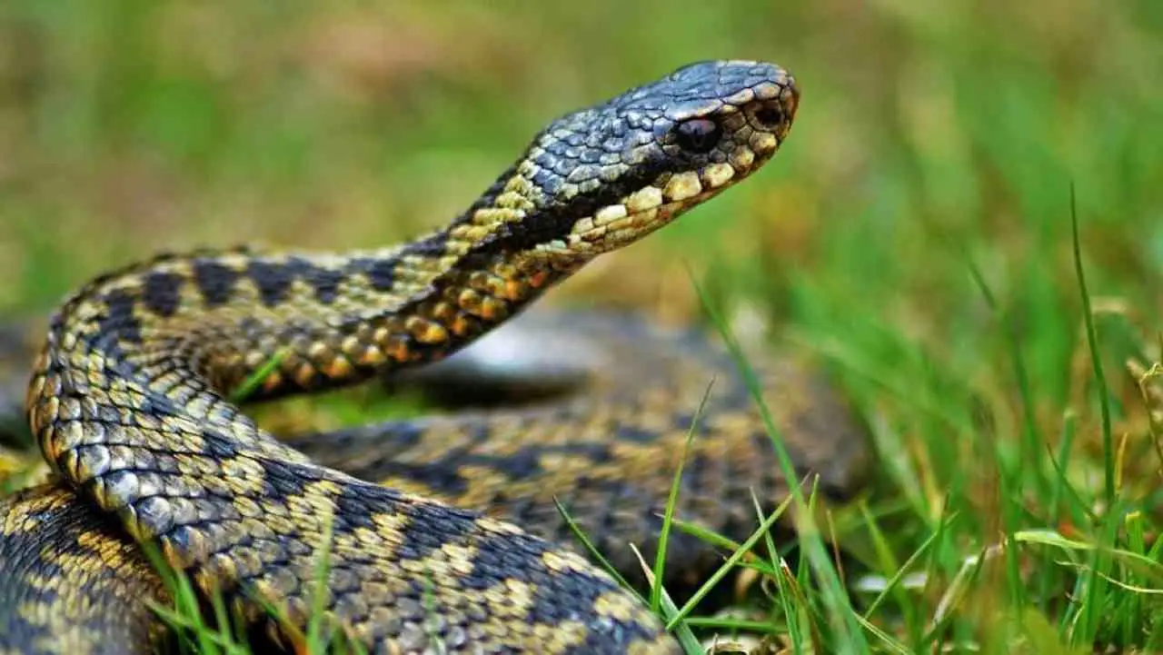 L’albero da frutto che richiama i serpenti: ecco perché non conviene piantarlo in giardino