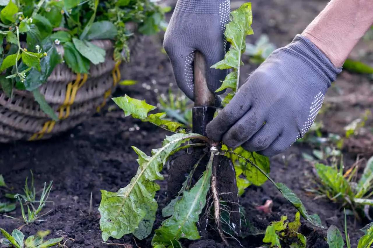 Il cartone in giardino diventa il metodo green più imitato per eliminare le erbacce Immagine selezionata