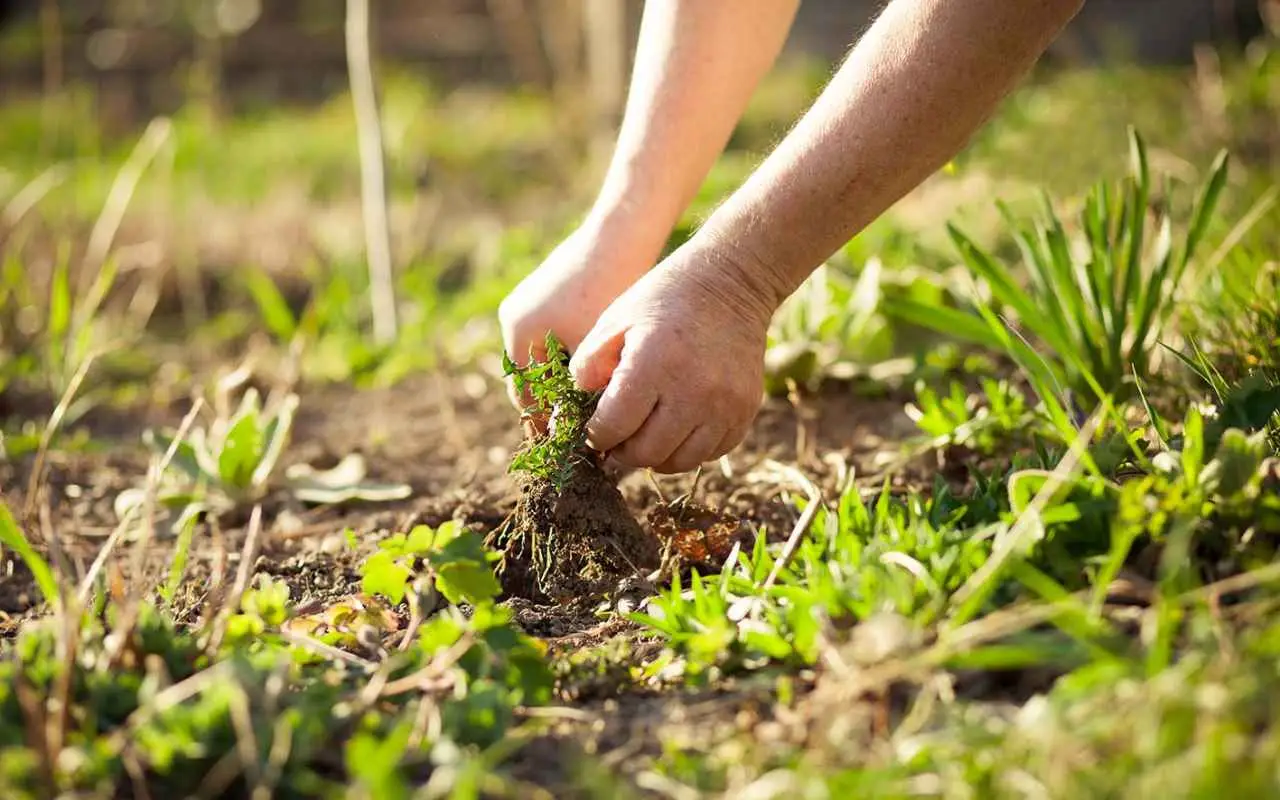 Il cartone in giardino diventa il metodo green più imitato per eliminare le erbacce Immagine selezionata