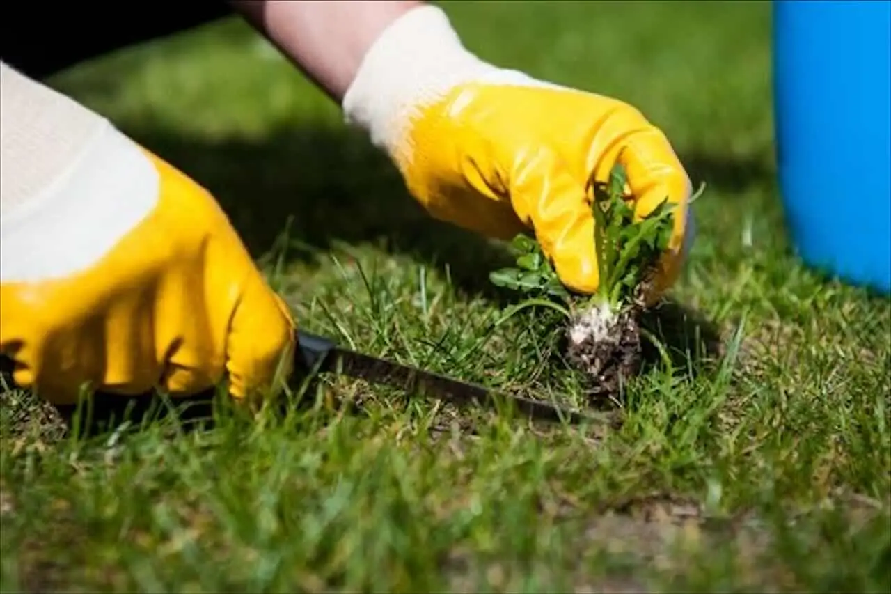 Il cartone in giardino diventa il metodo green più imitato per eliminare le erbacce Immagine selezionata