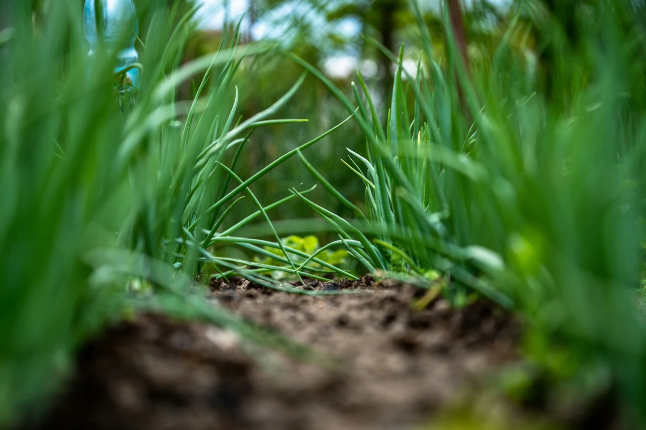 Il cartone in giardino diventa il metodo green più imitato per eliminare le erbacce Immagine selezionata