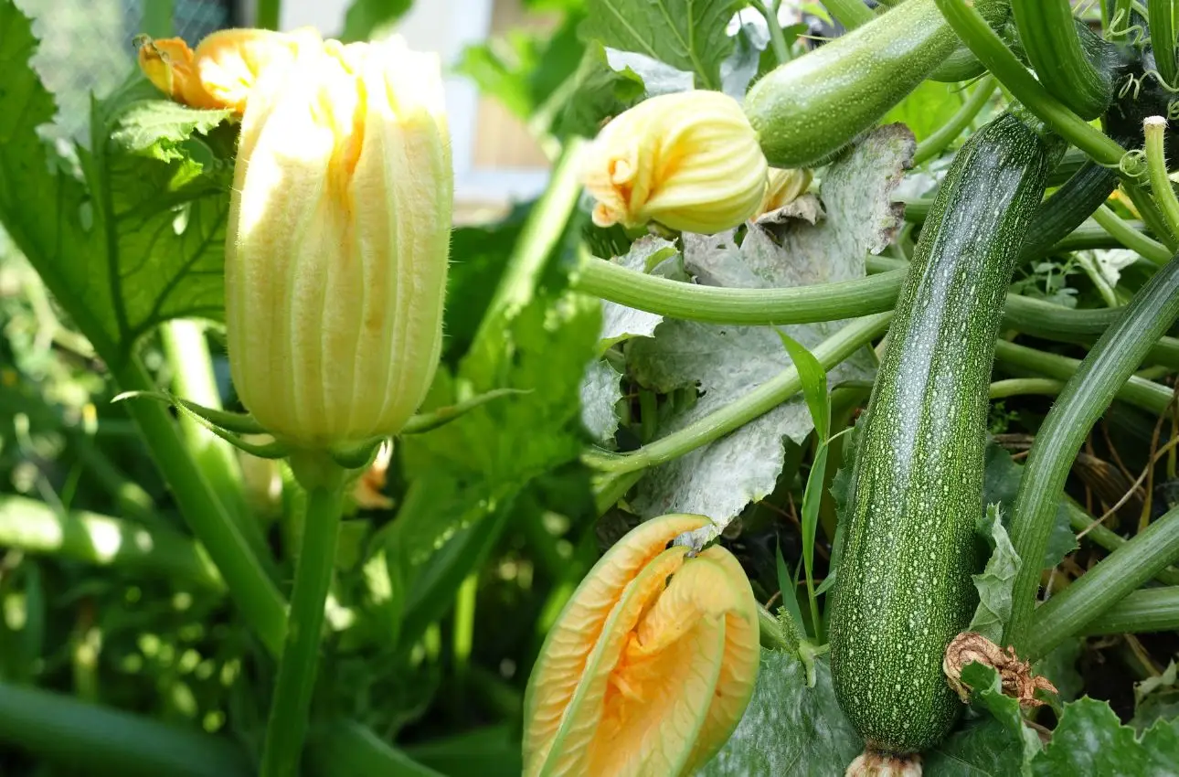Come ottenere raccolti abbondanti di zucchine a maggio il metodo che fa la differenza nell’orto