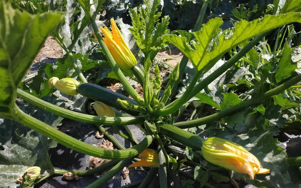 Come ottenere raccolti abbondanti di zucchine a maggio il metodo che fa la differenza nell’orto Immagine selezionata