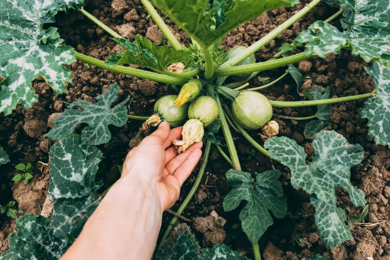 Come ottenere raccolti abbondanti di zucchine a maggio il metodo che fa la differenza nell’orto Immagine selezionata
