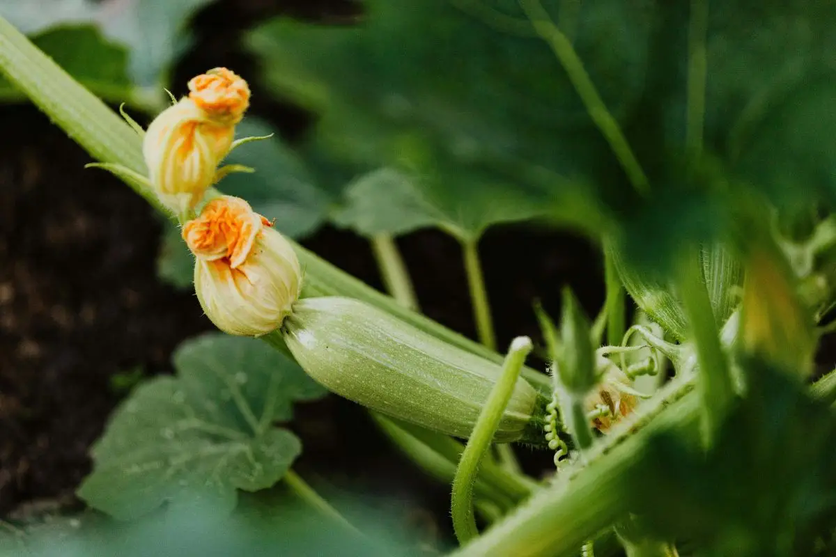 Come ottenere raccolti abbondanti di zucchine a maggio il metodo che fa la differenza nell’orto Immagine selezionata