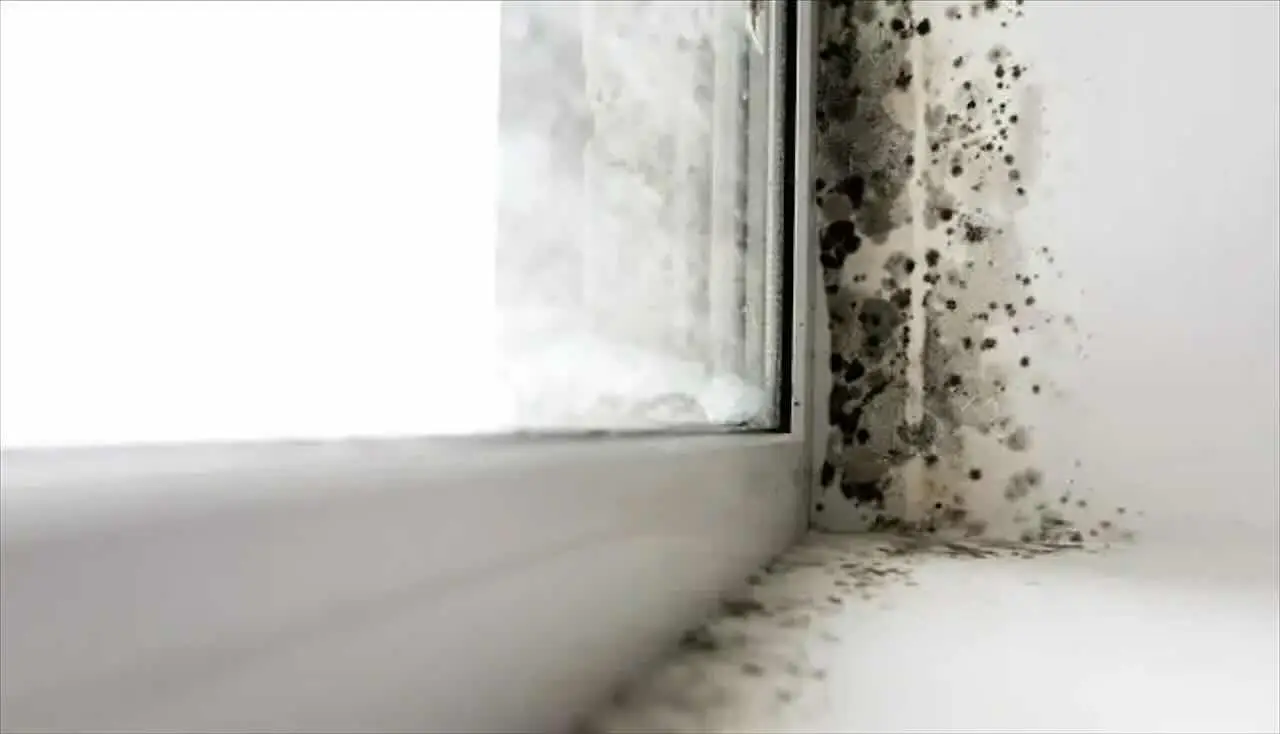 Strategie efficaci per dire addio alla muffa in bagno Immagine selezionata