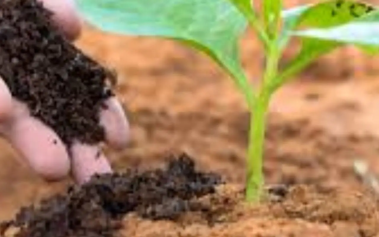 Fertilizzante chimico, sconsigliato l’uso in questo periodo: ecco i motivi Immagine selezionata