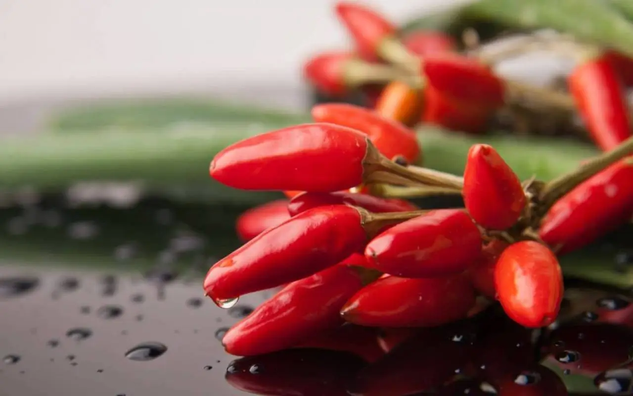Quando devo piantare il peperoncino? Scopri il periodo ideale