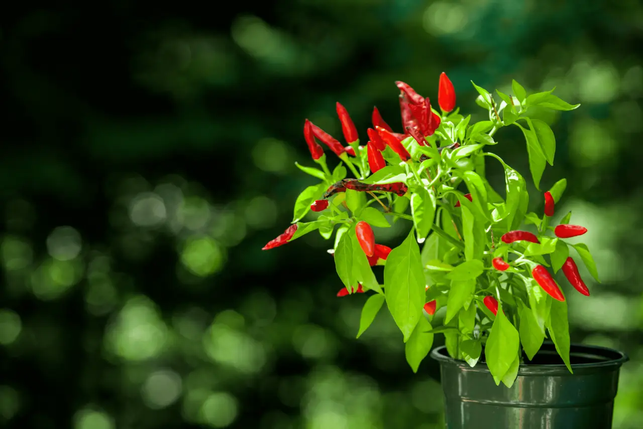 Quando devo piantare il peperoncino? Scopri il periodo ideale Quando devo piantare il peperoncino? Scopri il periodo ideale