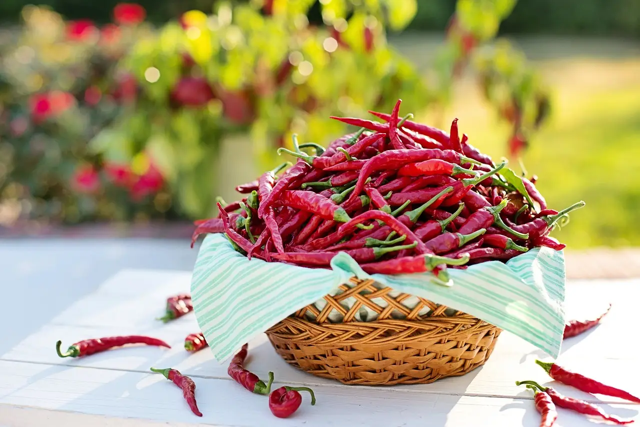 Quando devo piantare il peperoncino? Scopri il periodo ideale Quando devo piantare il peperoncino? Scopri il periodo ideale
