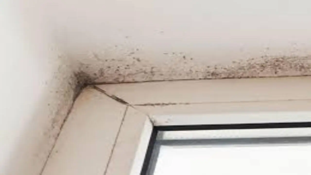 Come affrontare la muffa sulle pareti gli errori da evitare Come affrontare la muffa sulle pareti gli errori da evitare