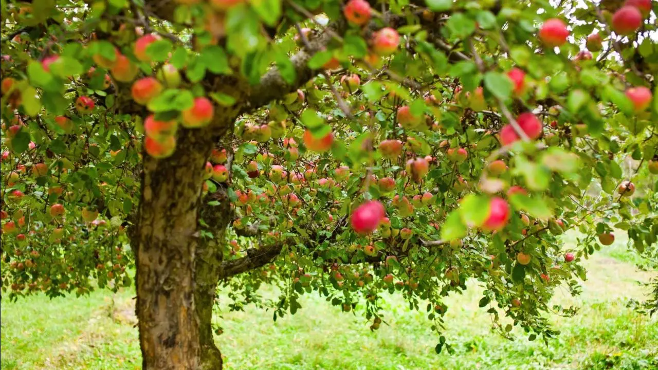 Non usare concimi chimici su piante da frutto: ecco il perché Non usare concimi chimici su piante da frutto: ecco il perché