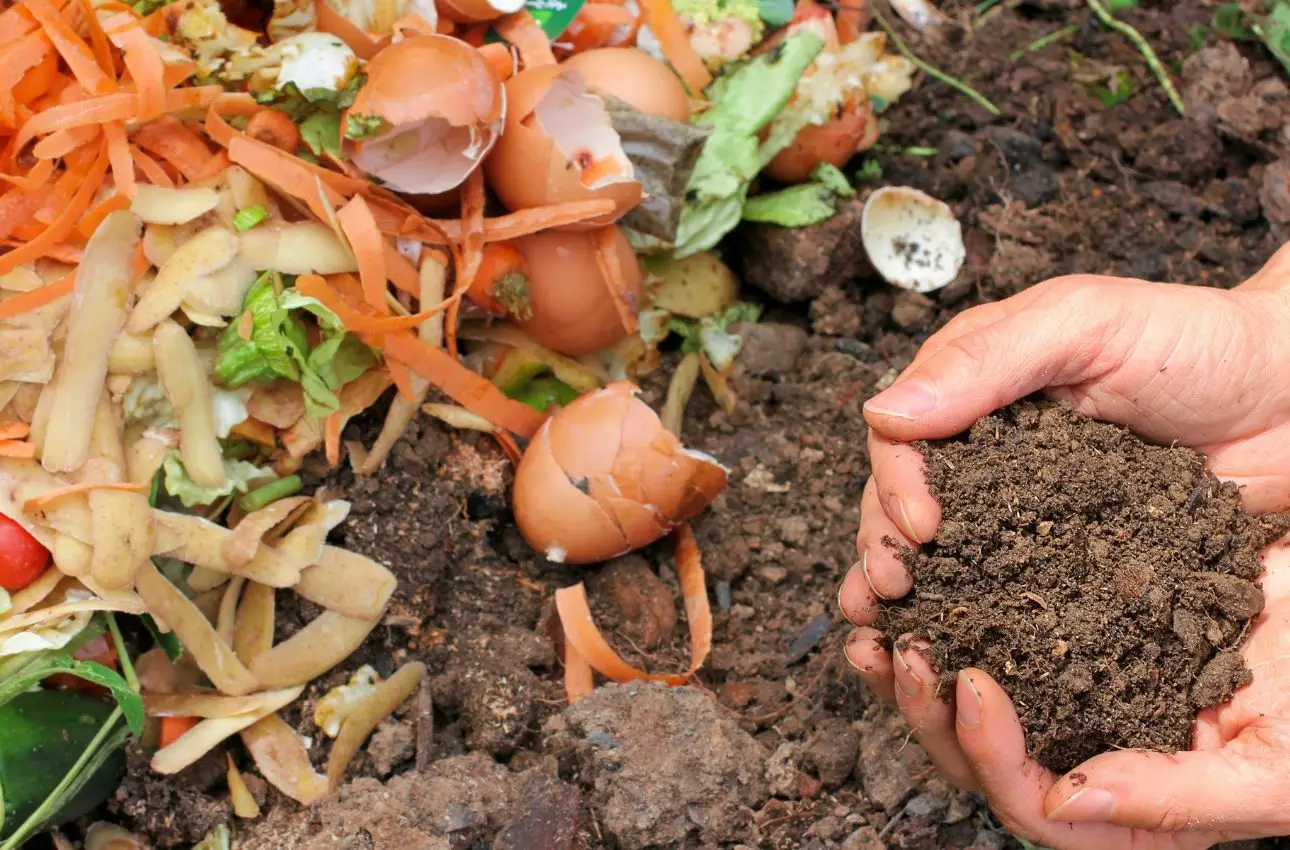 Attenzione a non applicare compost fresco direttamente sulle radici Attenzione a non applicare compost fresco direttamente sulle radici