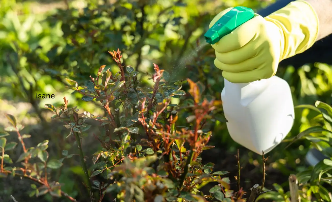 Evita i fertilizzanti liquidi durante le ore di pieno sole