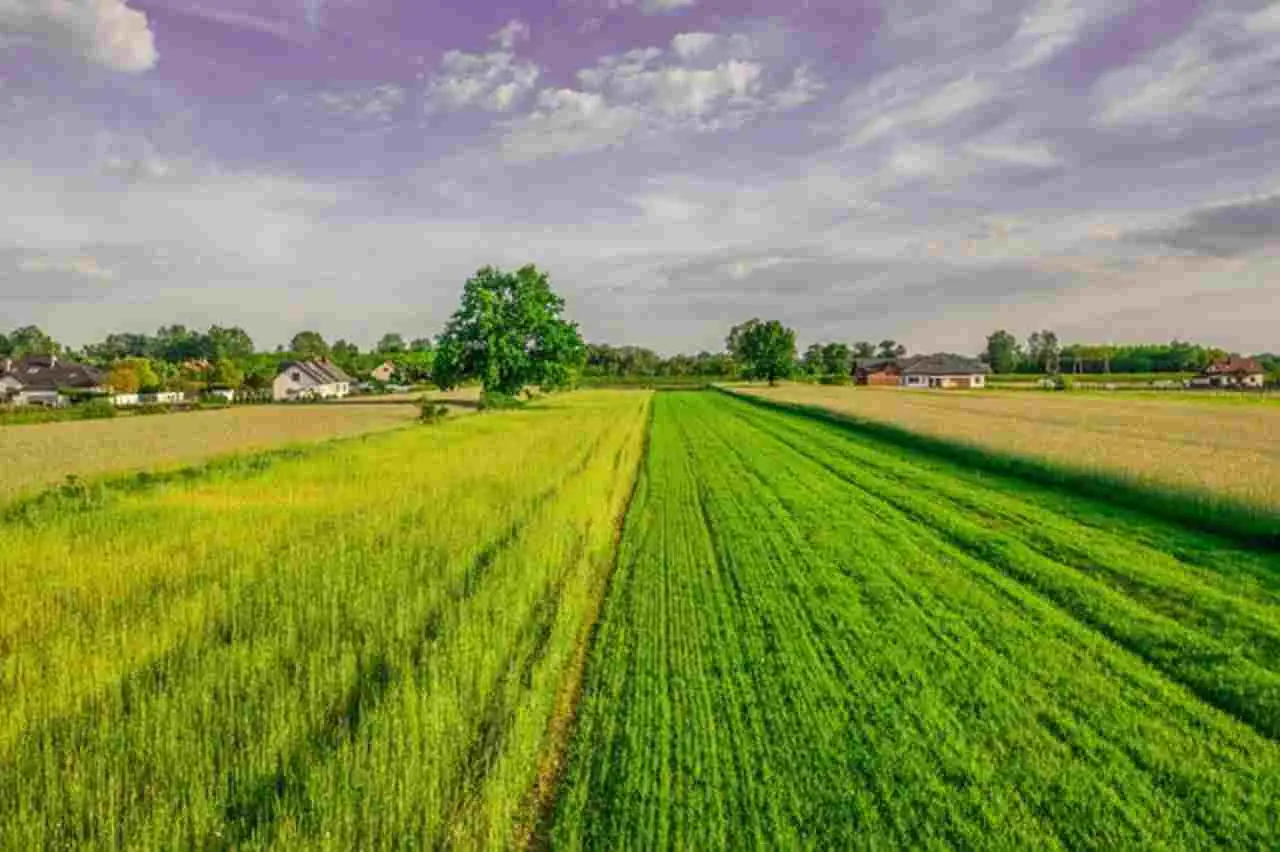 Terreno agricolo inutilizzato: scopri come trasformarlo in una rendita stabile Terreno agricolo inutilizzato: scopri come trasformarlo in una rendita stabile