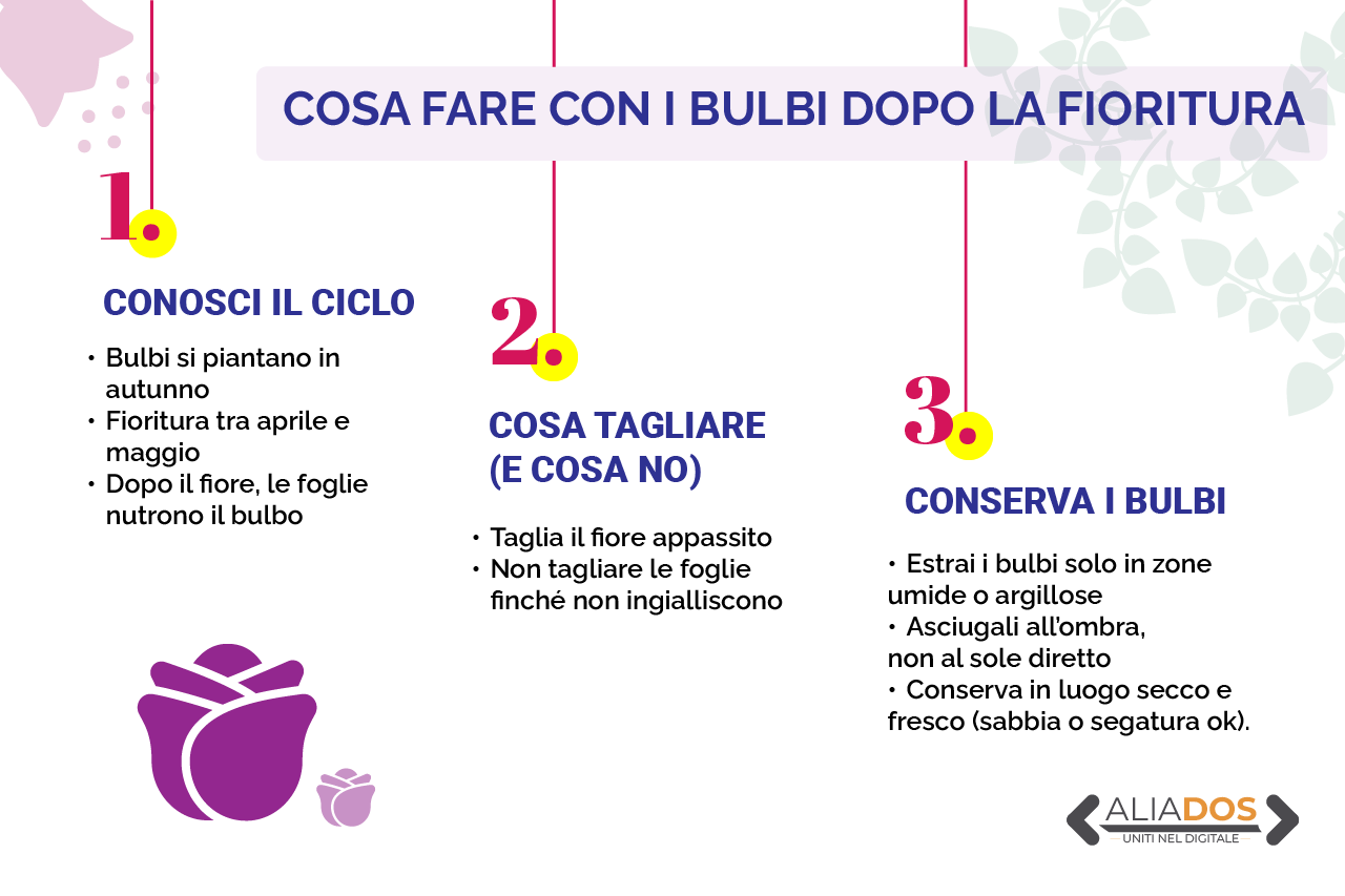 Cosa fare con i bulbi di tulipano dopo la fioritura? I consigli rivelati dagli esperti Immagine selezionata